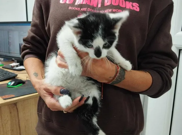 Znaleziono kota, Toruń, 13 października 2025