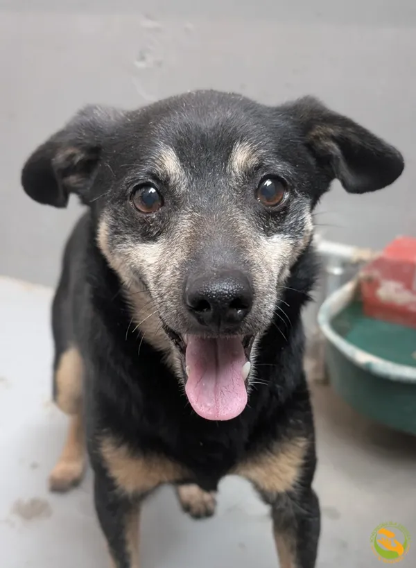 Znaleziono psa, Skałowo, 15 października 2025 (1/3)