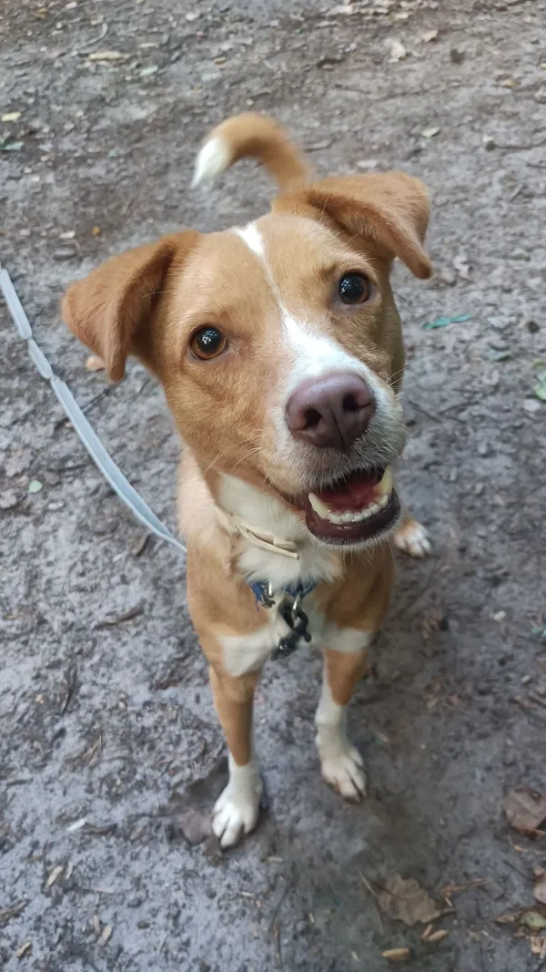 Pies do adopcji, Sopot, 14 października 2025 (3/5)