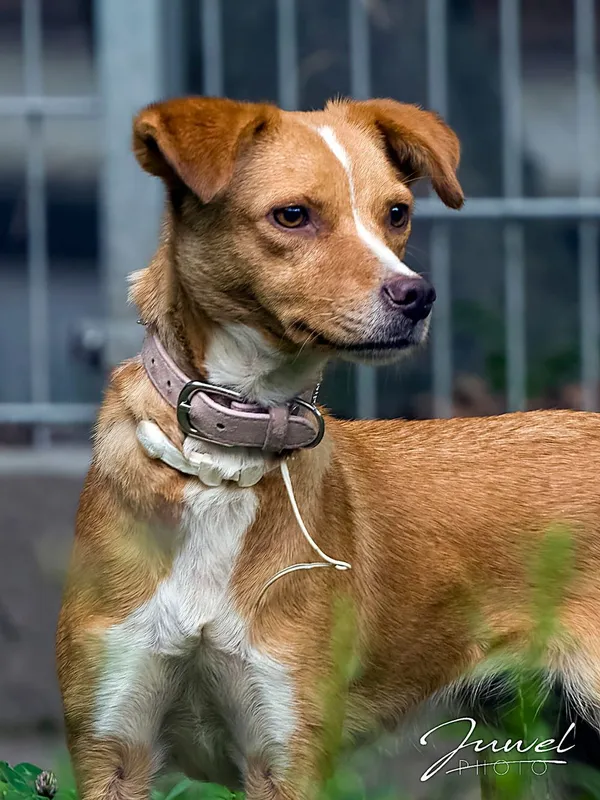 Pies do adopcji, Sopot, 14 października 2025 (4/5)