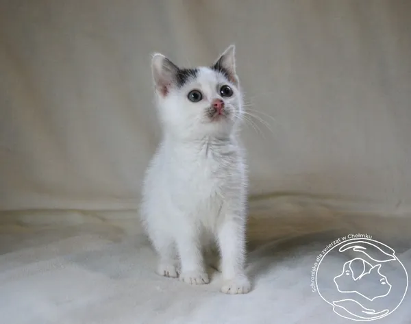 Kot do adopcji, Chełmek, 29 września 2025