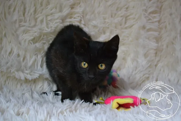 Kot do adopcji, Chełmek, 16 września 2025