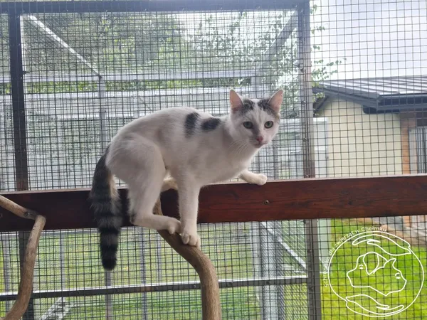 Kot do adopcji, Chełmek, 12 września 2025