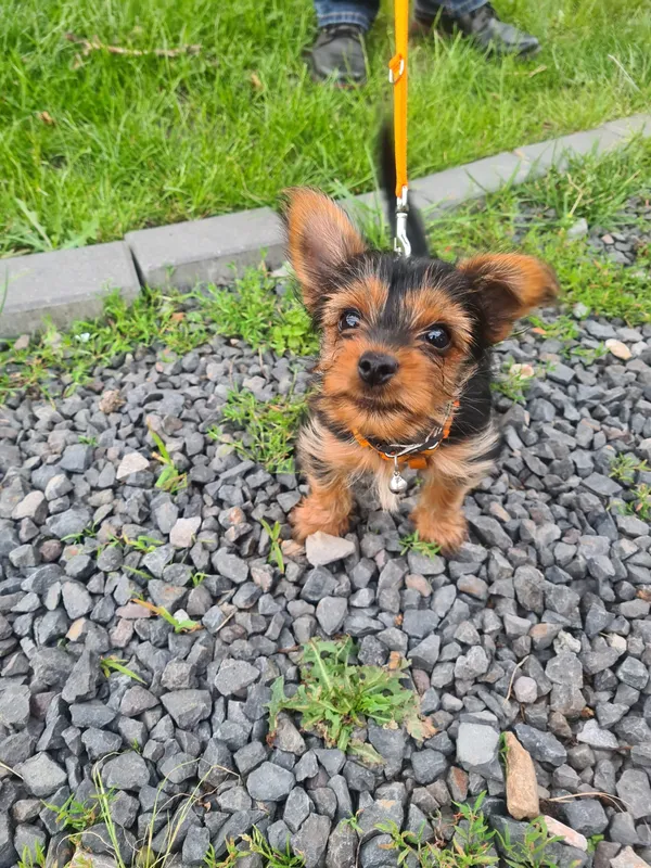 Zaginął pies, Grobla, 17 października 2025