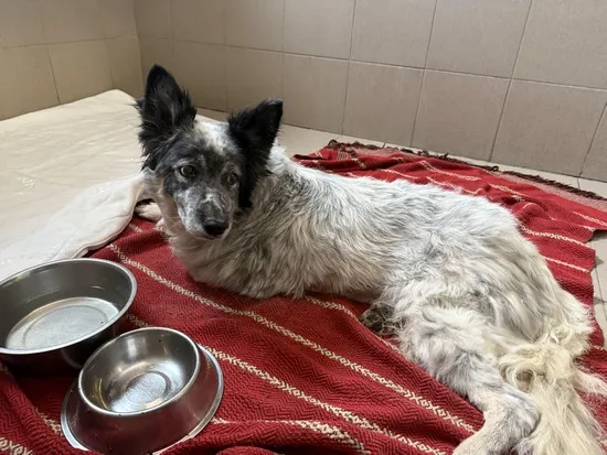 Pies do adopcji, Kraków, 28 września 2025