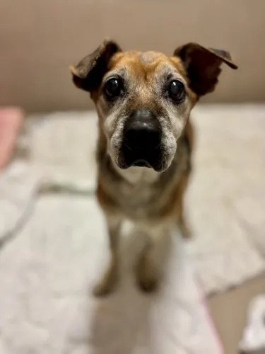 Pies do adopcji, Kraków, 29 września 2025 (3/3)