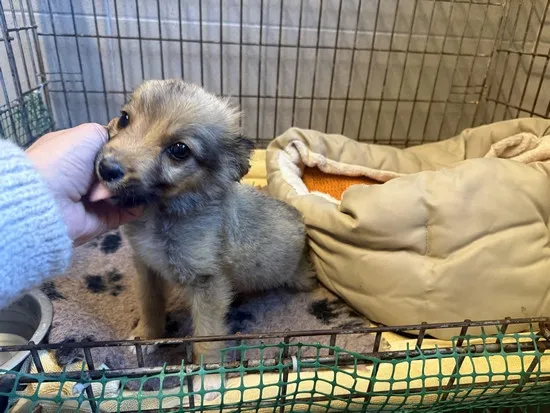 Pies do adopcji, Kraków, 13 października 2025