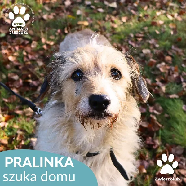 Pies do adopcji, Dąbrówka, 17 października 2025 (4/4)