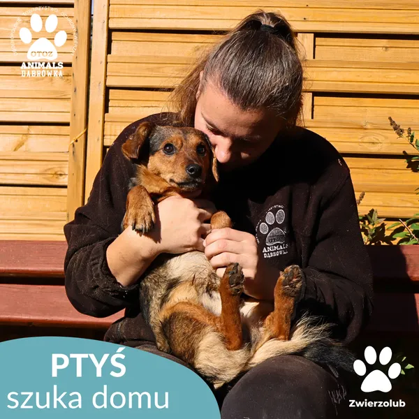 Pies do adopcji, Dąbrówka, 16 października 2025 (2/4)