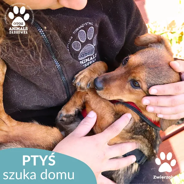 Pies do adopcji, Dąbrówka, 16 października 2025 (4/4)