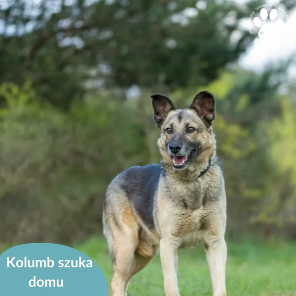 Pies do adopcji, Dąbrówka, 25 maja 2024