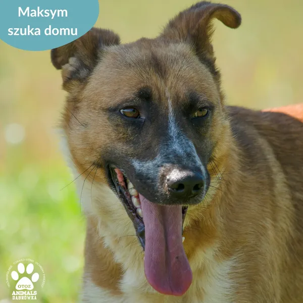 Pies do adopcji, Dąbrówka, 23 maja 2024