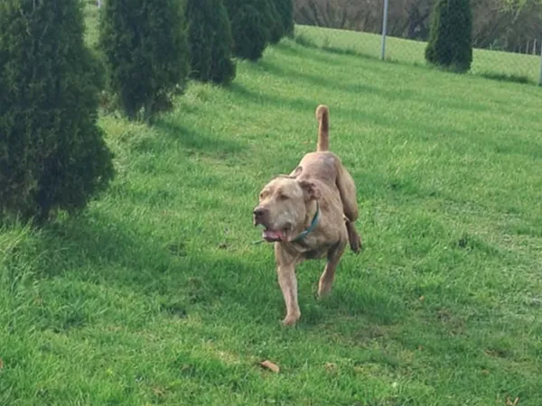 Znaleziono psa, Tatary, 3 października 2025 (3/4)