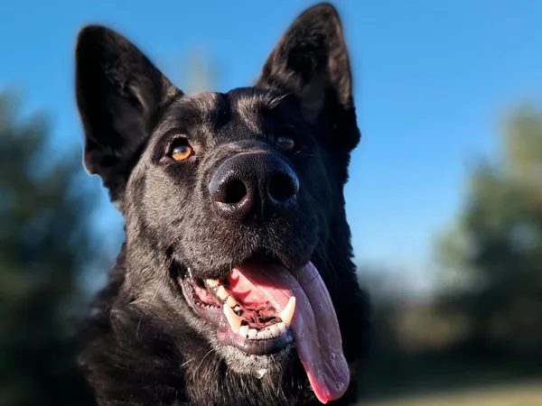 Znaleziono psa, Tatary, 10 września 2025 (2/4)