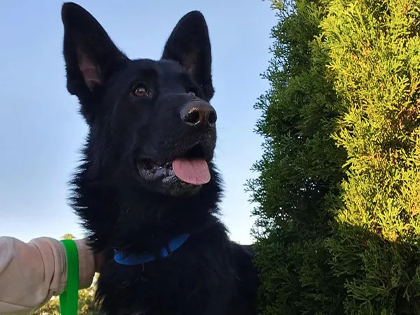 Znaleziono psa, Tatary, 10 września 2025 (3/4)