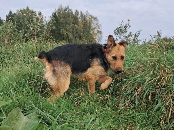 Znaleziono psa, Tatary, 1 lipca 2025 (4/4)