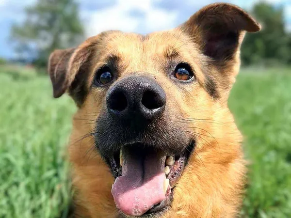 Znaleziono psa, Tatary, 12 kwietnia 2025 (2/3)