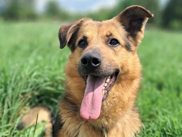 Znaleziono psa, Tatary, 12 kwietnia 2025 (3/3)