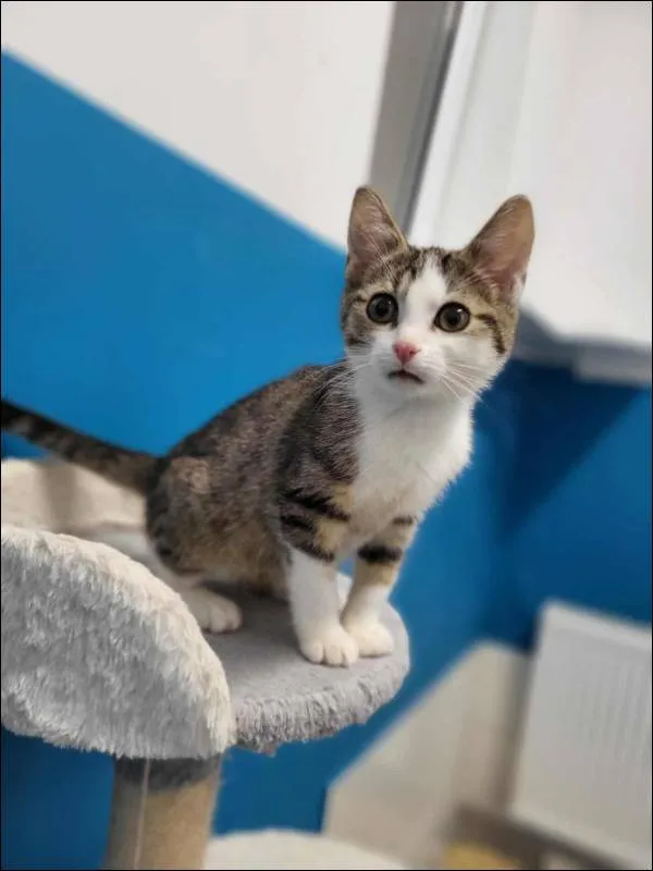 Znaleziono kota, Grudziądz, 16 lipca 2025