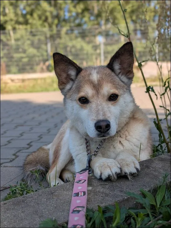 Znaleziono psa, Grudziądz, 29 grudnia 2022