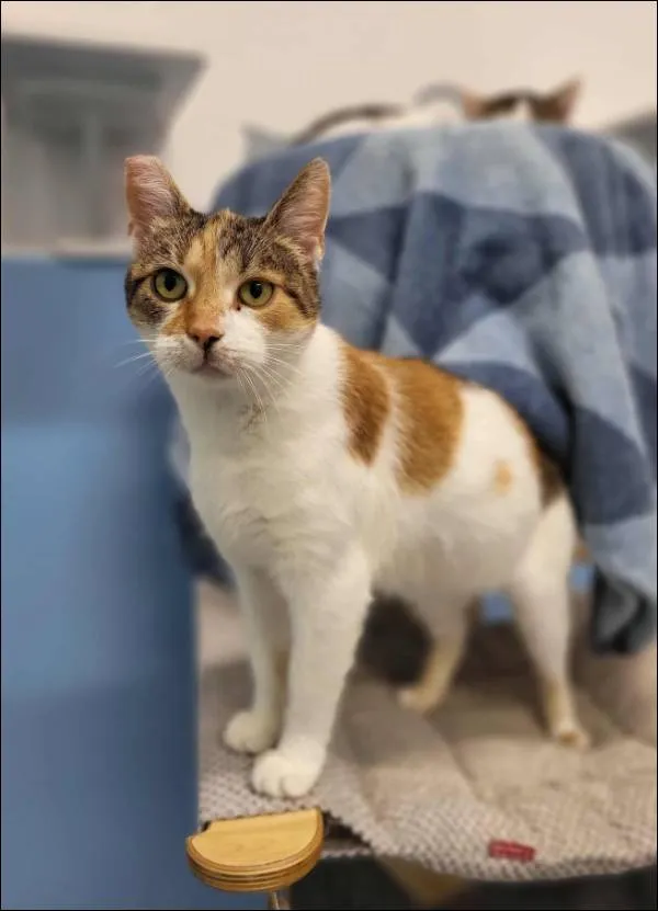 Znaleziono kota, Grudziądz, 21 czerwca 2025