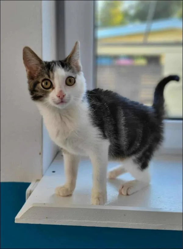 Znaleziono kota, Grudziądz, 16 lipca 2025