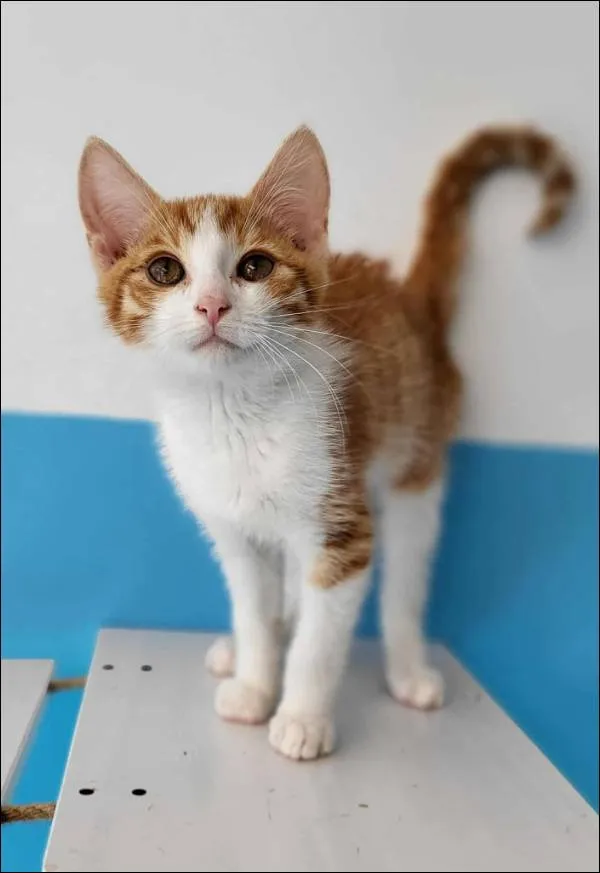 Znaleziono kota, Grudziądz, 21 września 2025