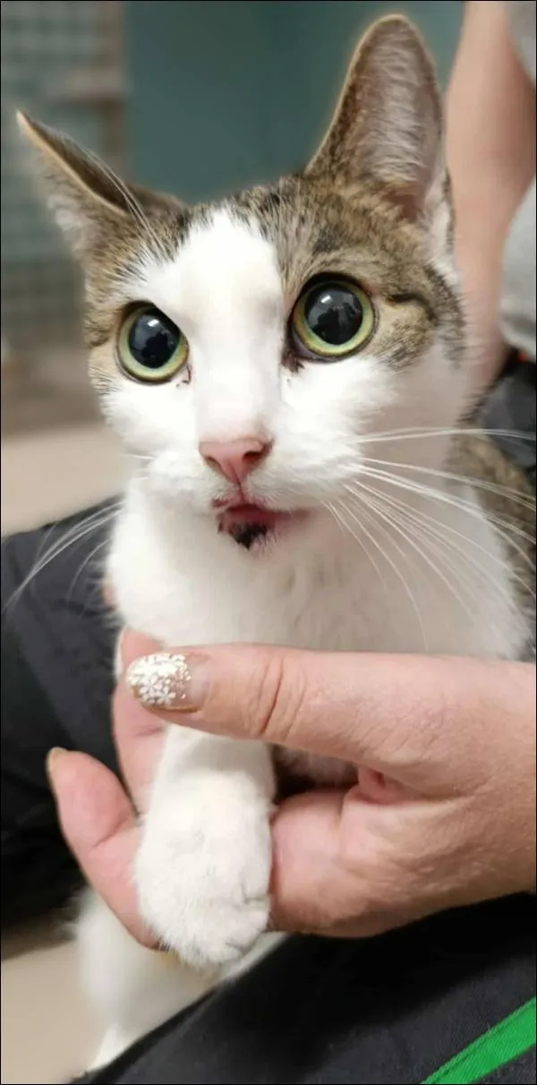 Znaleziono kota, Grudziądz, 16 października 2025