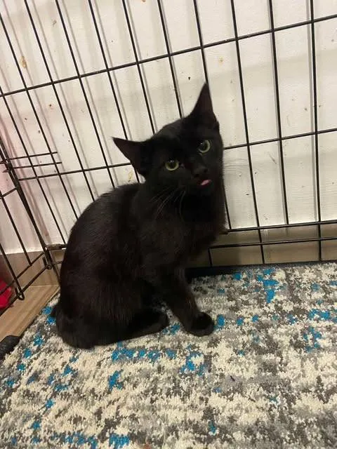 Znaleziono kota, Grudziądz, 15 października 2025