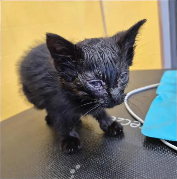 Znaleziono kota, Grudziądz, 15 października 2025