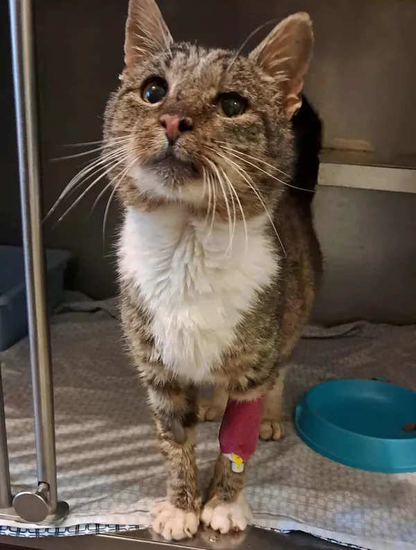 Znaleziono kota, Olsztyn, 14 października 2025