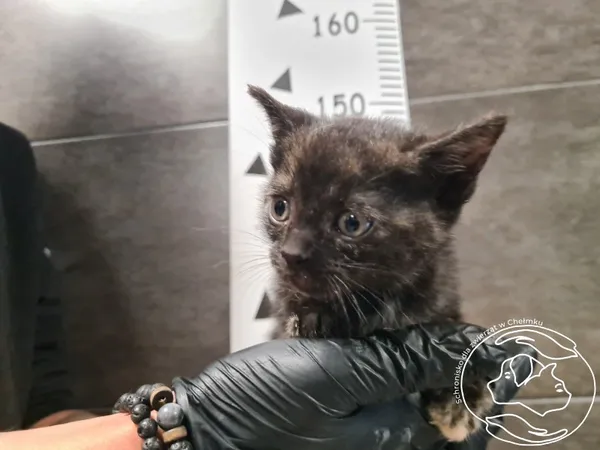 Znaleziono kota, Chełmek, 17 października 2025