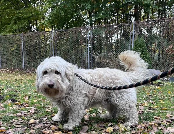 Pies do adopcji, Włocławek, 16 października 2025 (1/3)