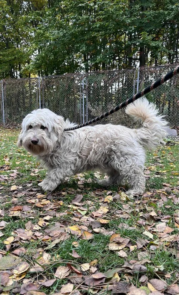 Pies do adopcji, Włocławek, 16 października 2025 (3/3)