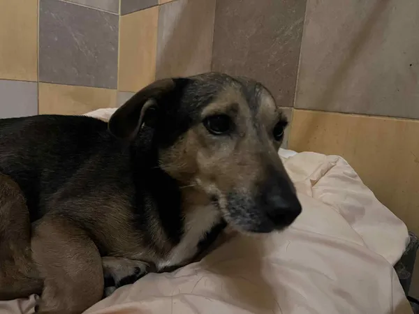 Pies do adopcji, Włocławek, 14 października 2025 (3/4)