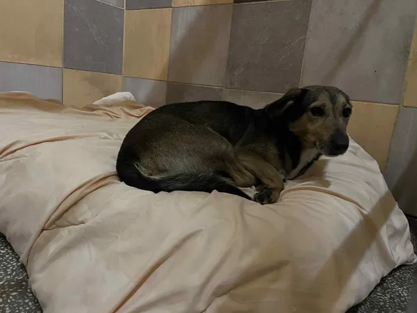 Pies do adopcji, Włocławek, 14 października 2025 (4/4)