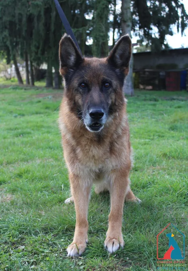 Pies do adopcji, Grudziądz, 3 października 2025