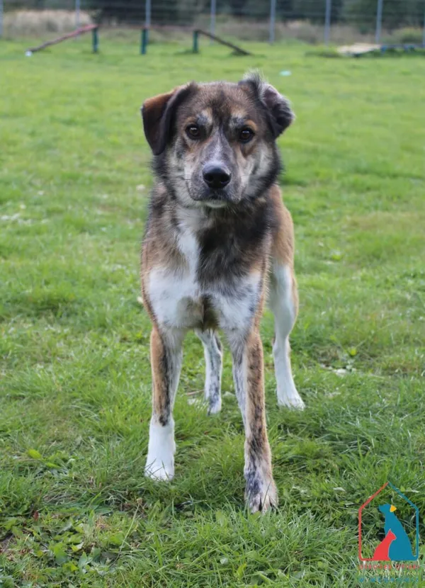 Pies do adopcji, Grudziądz, 3 października 2025