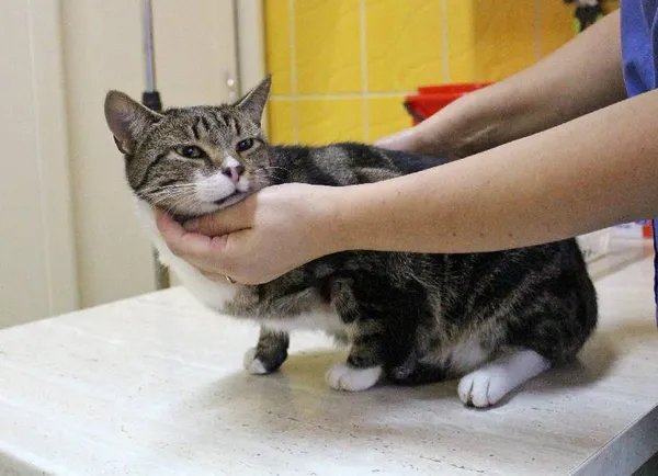 Znaleziono kota, Łódź, 16 października 2025 (1/5)