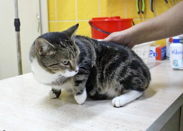 Znaleziono kota, Łódź, 16 października 2025 (2/5)