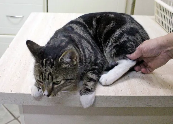 Znaleziono kota, Łódź, 16 października 2025 (3/5)