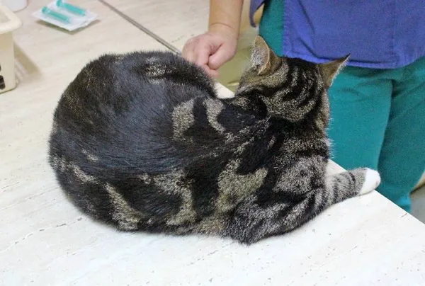 Znaleziono kota, Łódź, 16 października 2025 (4/5)