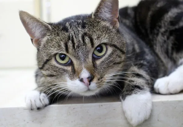 Znaleziono kota, Łódź, 16 października 2025 (5/5)