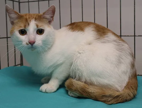 Znaleziono kota, Łódź, 13 października 2025 (1/2)