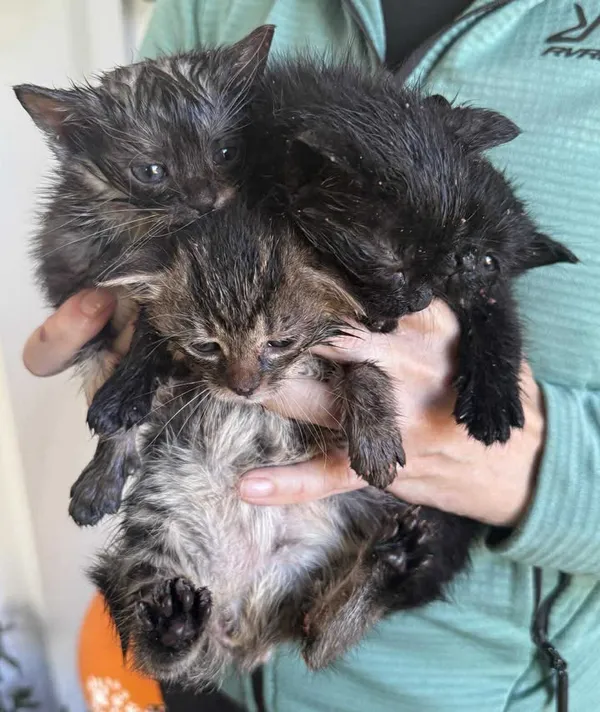 Znaleziono kota, Lublin, 11 października 2025