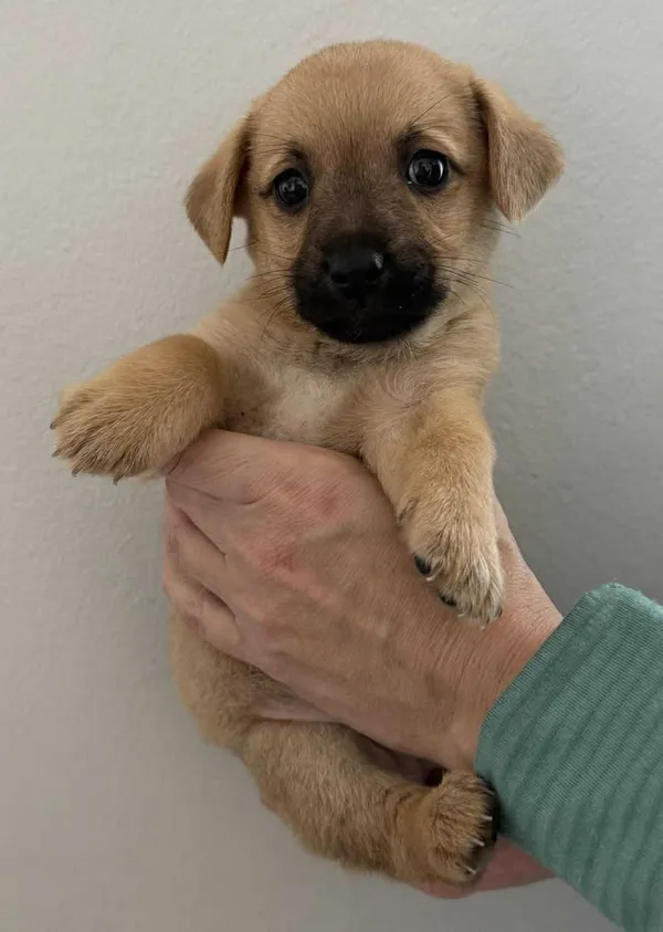 Znaleziono psa, Lublin, 13 października 2025