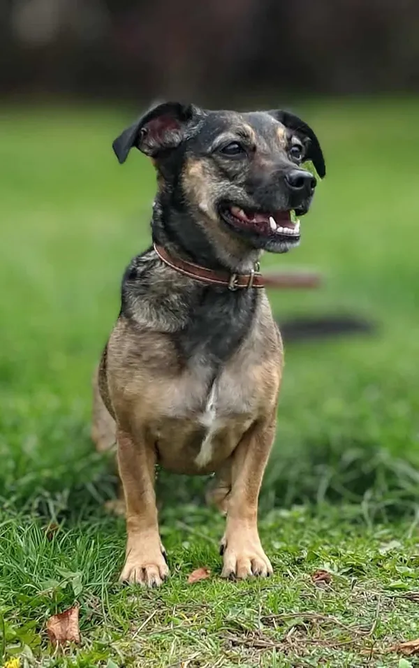 Znaleziono psa, Lublin, 13 października 2023