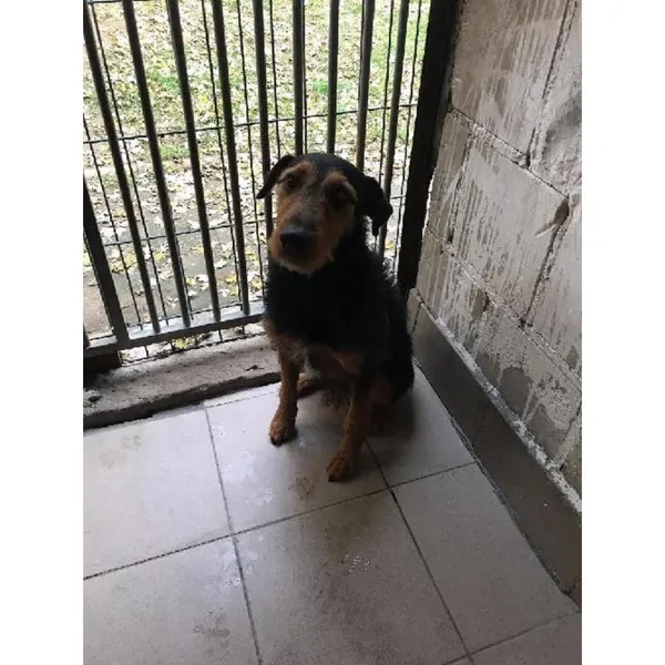 Znaleziono psa, Białystok, 15 października 2025