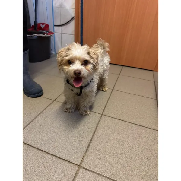 Znaleziono psa, Białystok, 20 września 2025