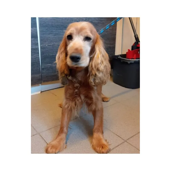 Znaleziono psa, Białystok, 26 września 2025